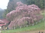 三春滝桜ダイジェスト2010.4.20　Miharu waterfall cherry blossoms digest